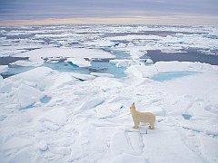 Polar Bear, Svalbard, Norway